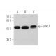 western blotting image from recommended LOXL1 (H-11) monoclonal antibody replacement. Image 374379