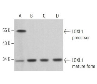 LOXL1 Antibody (H-11) - Western Blotting - Image 368450