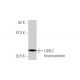 LOXL2 Antibody (3C5) - Western Blotting - Image 348537 