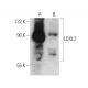LOXL2 Antibody (3C5) - Western Blotting - Image 366646