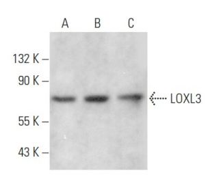 LOXL3 Antibody (A-2) - Western Blotting - Image 357995 