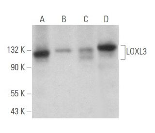 LOXL3 Antibody (E-6) - Western Blotting - Image 357777 