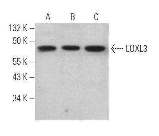 LOXL3 Antibody (H-11) - Western Blotting - Image 373411 