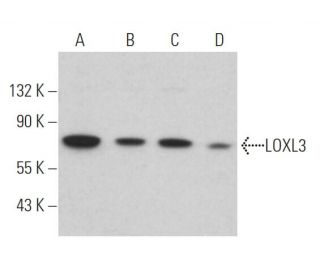 LOXL3 Antibody (A-2) - Western Blotting - Image 363908