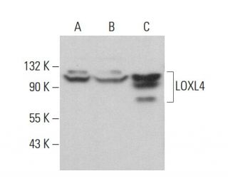 LOXL4 Antibody (B-6) - Western Blotting - Image 375443 