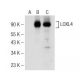 LOXL4 Antibody (D-11) - Western Blotting - Image 148797 
