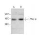 LPAAT-θ Antibody (F-7) - Western Blotting - Image 382829