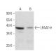 LPAAT-θ Antibody (G-3) - Western Blotting - Image 384702
