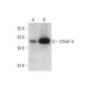 western blotting image from recommended LPAAT-θ (F-7) monoclonal antibody replacement. Image 317961