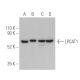 LPCAT1 Antibody (F-9) - Western Blotting - Image 400554
