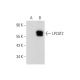 LPCAT2 Antibody (H-7) - Western Blotting - Image 318546