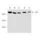 western blotting image from recommended LPL (F-1) monoclonal antibody replacement. Image 354720