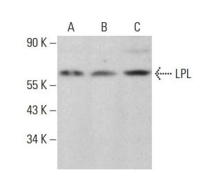LPL Antibody (F-1) - Western Blotting - Image 381261