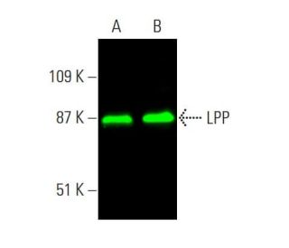 LPP Antibody (8B3A11) - Western Blotting - Image 386674