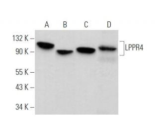 LPPR4 Antibody (E-10) - Western Blotting - Image 372438 