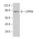 LPPR4 Antibody (E-5) - Western Blotting - Image 380623