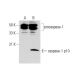 Western blot analysis of caspase-1 cleavage in untreated (A) and PMA (sc-3576) and LPS (sc-3535) treated (B) THP-1 whole c