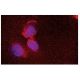 LRAT Antibody (M34-P1F10) - Immunofluorescence - Image 47837