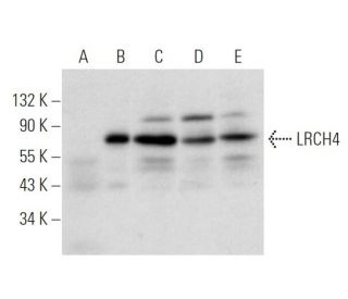 LRCH4 Antibody (A-9) - Western Blotting - Image 319582 
