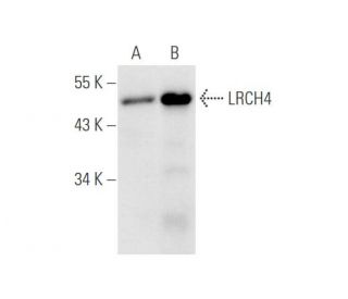 LRCH4 Antibody (D-12) - Western Blotting - Image 62642 