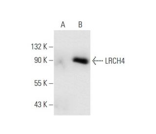 LRCH4 Antibody (D-9) - Western Blotting - Image 66911