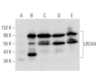 LRCH4 Antibody (E-1) - Western Blotting - Image 319583 