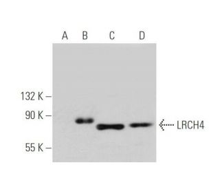LRCH4 Antibody (F-12) - Western Blotting - Image 349073 
