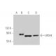 LRCH4 Antibody (F-12) - Western Blotting - Image 349073 