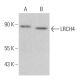 LRCH4 Antibody (F-12) - Western Blotting - Image 379406