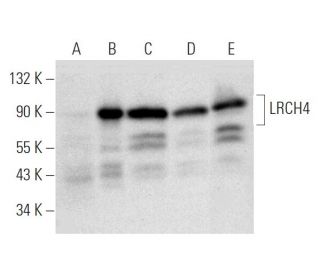 LRCH4 Antibody (F-3) - Western Blotting - Image 319580 