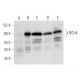 LRCH4 Antibody (F-3) - Western Blotting - Image 319580 