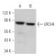 LRCH4 Antibody (F-3) - Western Blotting - Image 366795