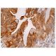 LRCH4 Antibody (H-10) - Immunohistochemistry - Image 159051 