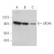 LRCH4 Antibody (H-10) - Western Blotting - Image 366833