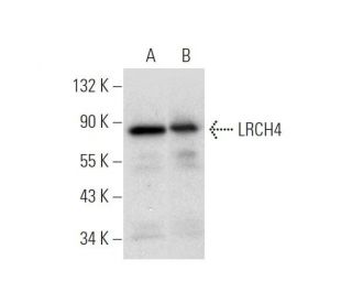 LRCH4 Antibody (H-4) - Western Blotting - Image 319581 