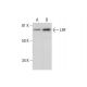 LRF/Pokemon Antibody (H-6) - Western Blotting - Image 291909