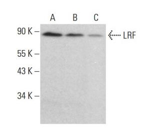 LRF/Pokemon Antibody (H-6) - Western Blotting - Image 383962 