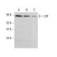 LRF/Pokemon Antibody (H-6) - Western Blotting - Image 383962 