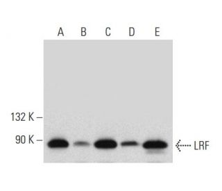 LRF/Pokemon Antibody (13E9) - Western Blotting - Image 136239