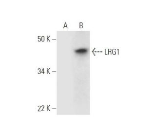 LRG1 Antibody (C-4) - Western Blotting - Image 290923