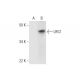 LRG1 Antibody (C-4) - Western Blotting - Image 290923