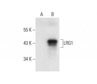 LRG1 Antibody (C-5) - Western Blotting - Image 303866 