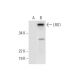LRG1 Antibody (C-8) - Western Blotting - Image 290924