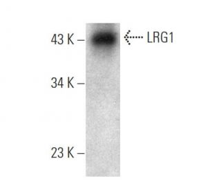 LRG1 Antibody (D2) - Western Blotting - Image 374568