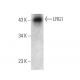 LRG1 Antibody (D2) - Western Blotting - Image 374568