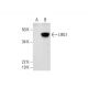 LRG1 Antibody (H-11) - Western Blotting - Image 291867
