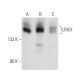 LRIG1 Antibody (B-2) - Western Blotting - Image 357367 