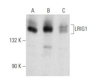 LRIG1 Antibody (B-2) - Western Blotting - Image 357367