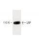 LRP Antibody (42) - Western Blotting - Image 60352 