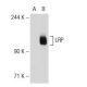 LRP Antibody (42) - Western Blotting - Image 126130